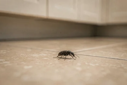 Petite bête noire sur le carrelage d'une cuisine, vue en macro au ras du sol